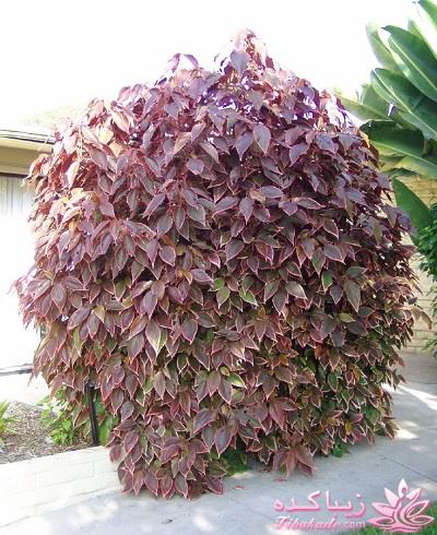 گیاهان آپارتمانی 